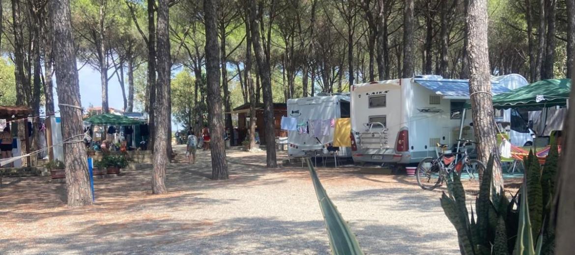 Campeggio tra i pini con camper, biciclette e piante in vaso.