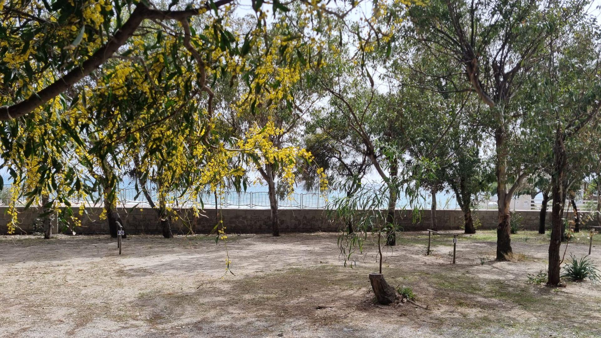 Parco con alberi fioriti e vista sul mare oltre il muretto.